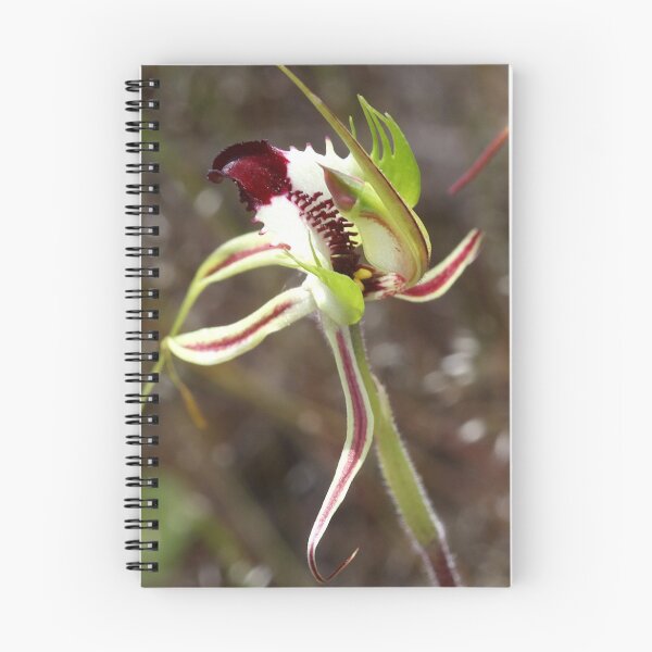 Item preview, Arachnorchis tensa.  Spider orchid designed and sold by Cindy McDonald.