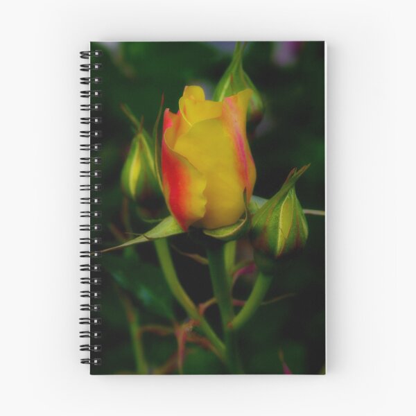 Item preview, "Prima Donna" designed and sold by Phil Thomson.