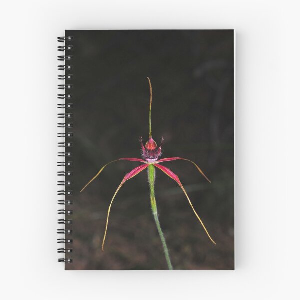 Item preview, Caladenia arenicola designed and sold by Colin12.
