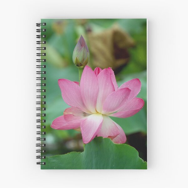 Item preview, The Lovely Lotus - Mareeba Wetlands designed and sold by Jenny Dean.