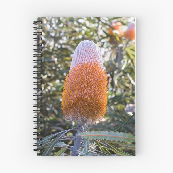 Artikelvorschau, Banksia entworfen und verkauft von Philip Cannon.