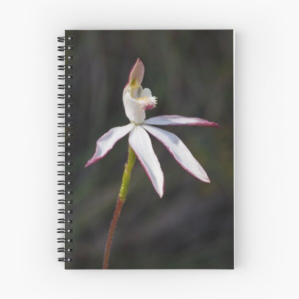 Item preview, Musky Caladenia - Stegostyla gracilis  designed and sold by Paul Piko.