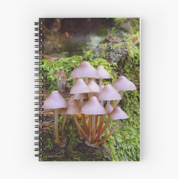 Item preview, Pixie Umbrellas designed and sold by Rob Parsons (Just a Walker with a Camera).