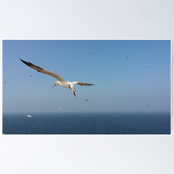 Item preview, Gannet flying at Helgoland designed and sold by gesa118.