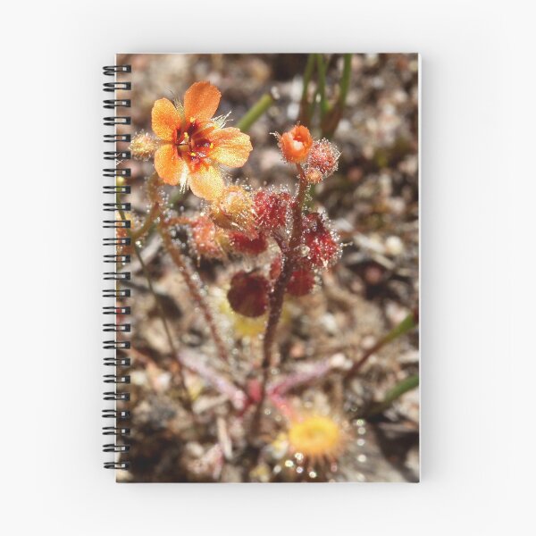 Item preview, Scarlet sundew. Drosera glandlgera. Insectiverous designed and sold by Cindy McDonald.