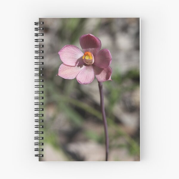 Item preview,  Thelymitra carnea Pink sun orchid designed and sold by Cindy McDonald.