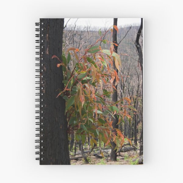 Item preview, Parque Nacional Kinglake

! http: //images-3.redbubble.net/img/art/framecolor: black / framestyle: flat30 / mattecolor: bright% 20white / product: framed-print / size: small / view: preview / 4021095-1-old -kinglake-road-kinglake-national-park.jpg! designed and sold by RosinaLamberti.