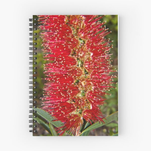 Item preview, Bottle brush flower designed and sold by Pascal and Isabella Inard.