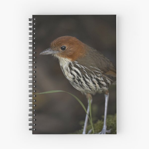 Item preview, Antpitta designed and sold by citrineblue.