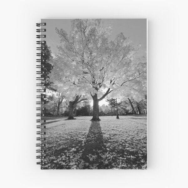 Aperçu de l'œuvre Elm Park créée et vendue par Daniel  Jenkins Jr.