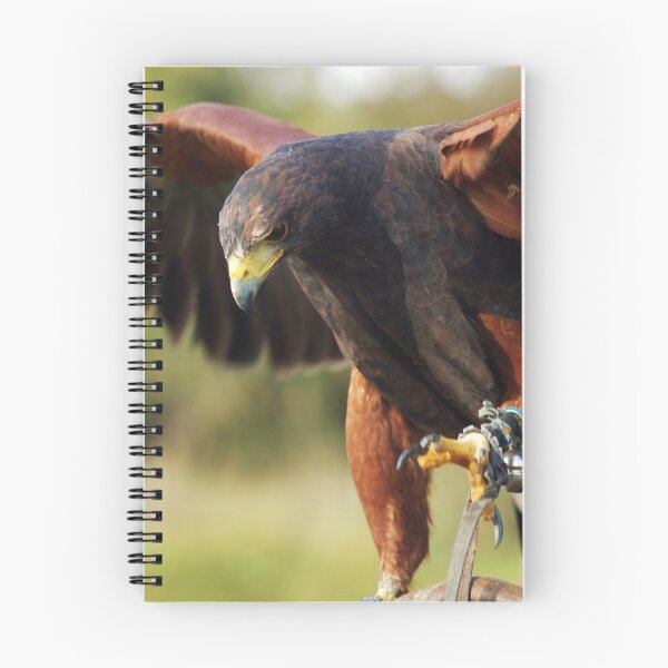 Artikelvorschau, Harris hawk entworfen und verkauft von woolleyfir.