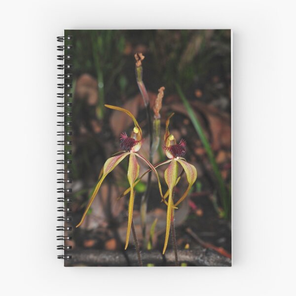 Item preview, Caladenia magniclavata designed and sold by Colin12.