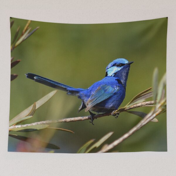 Item preview, male splendid fairywren Malurus splendens Australia bird lila blue designed and sold by Schoensl.