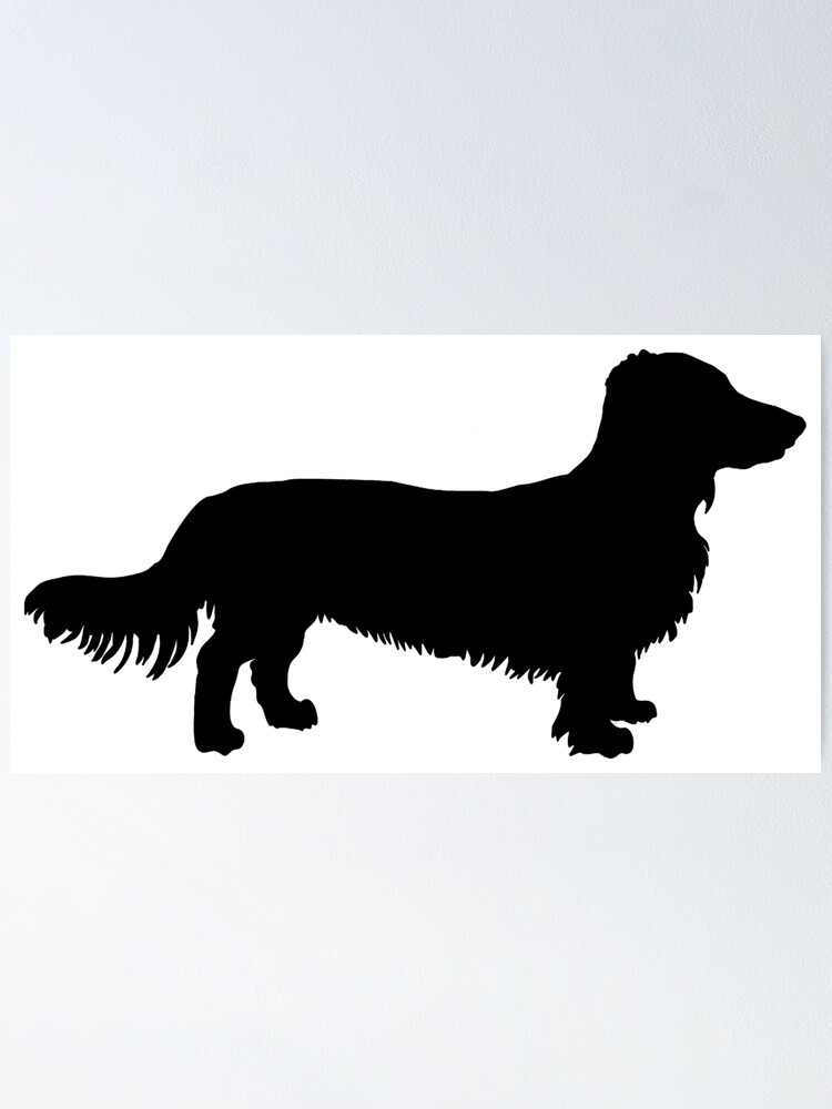Dachshund long-haired Dachshund dog Dachshund long-haired Dachshund dog