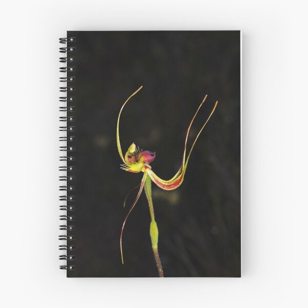 Item preview, Caladenia lobata designed and sold by Colin12.