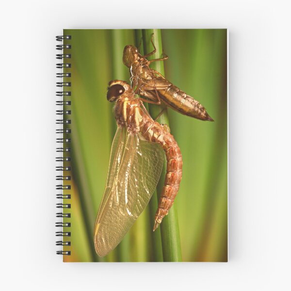 Item preview, Metamorphosis designed and sold by Mark Shean.