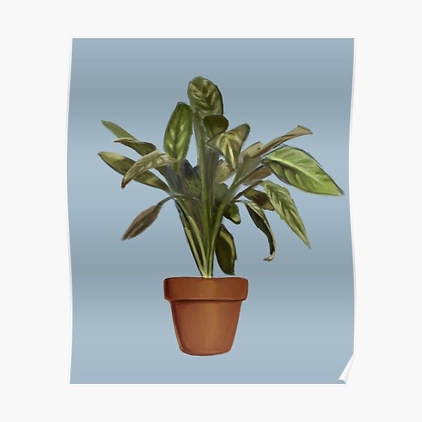 Ficus Poster