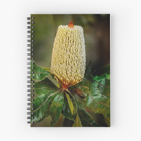 Item preview, Old Man Banksia designed and sold by Dianne English.