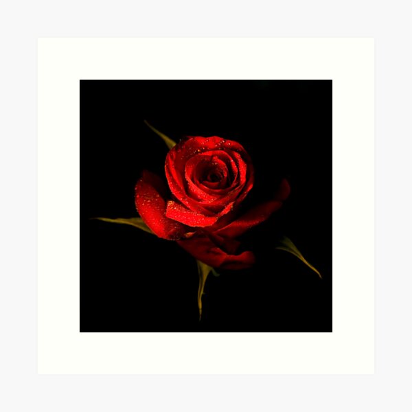 Item preview, Red Rose designed and sold by Graeme Buckland.