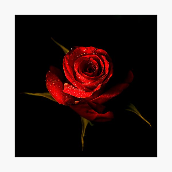 Item preview, Red Rose designed and sold by Graeme Buckland.