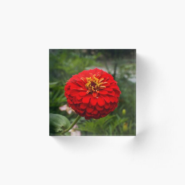 Zinnia flower Acrylic Block