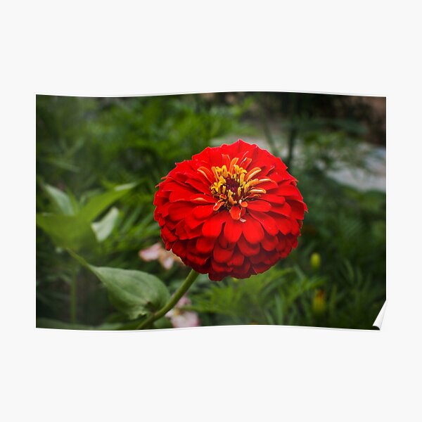 Zinnia flower Poster