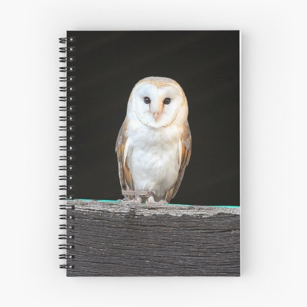 Item preview, Barn Owl on black background perched on a black beam designed and sold by Philip Butler.