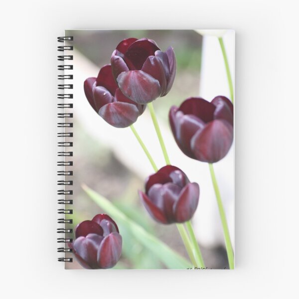 Item preview, Black Tulips designed and sold by Pinkanna1980.