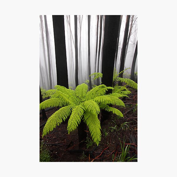 Fog,n Fern. Dicksonia Antarctica. Photographic Print