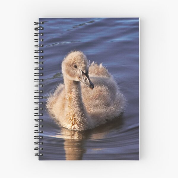 Item preview, Cygnet at Richmond  designed and sold by Dianne English.