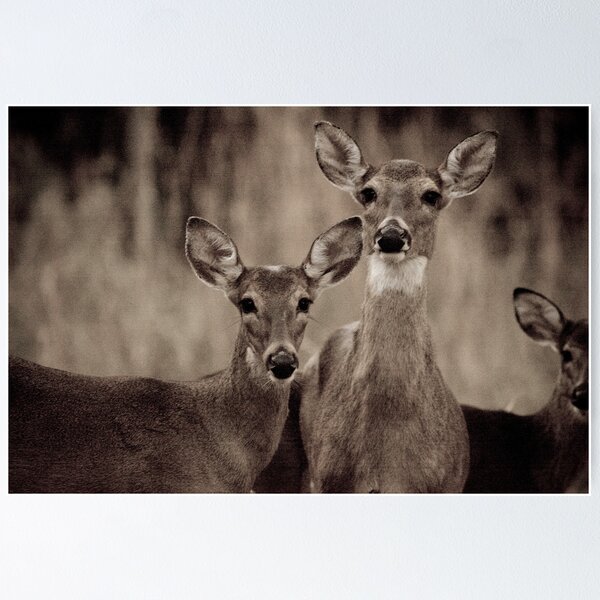 Item preview, The Herd Heard designed and sold by Phillip  Simmons.