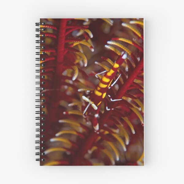 Item preview, Shrimp on red crinoid  designed and sold by Stephen Colquitt.