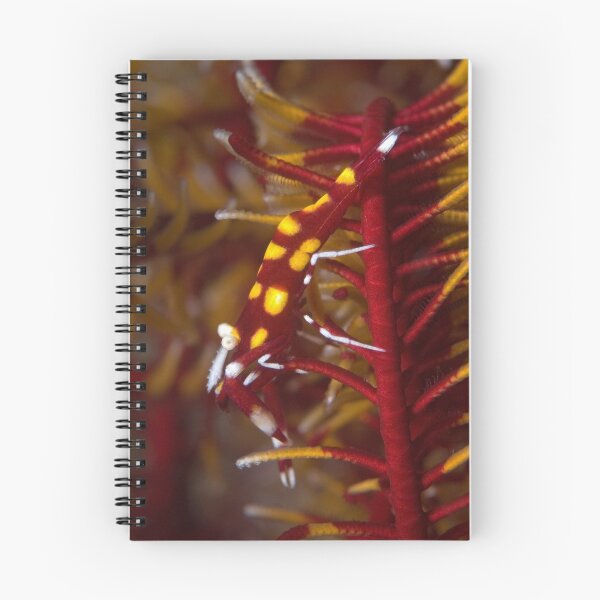 Item preview, Crinoid shrimp on red crinoid - in detail  designed and sold by Stephen Colquitt.