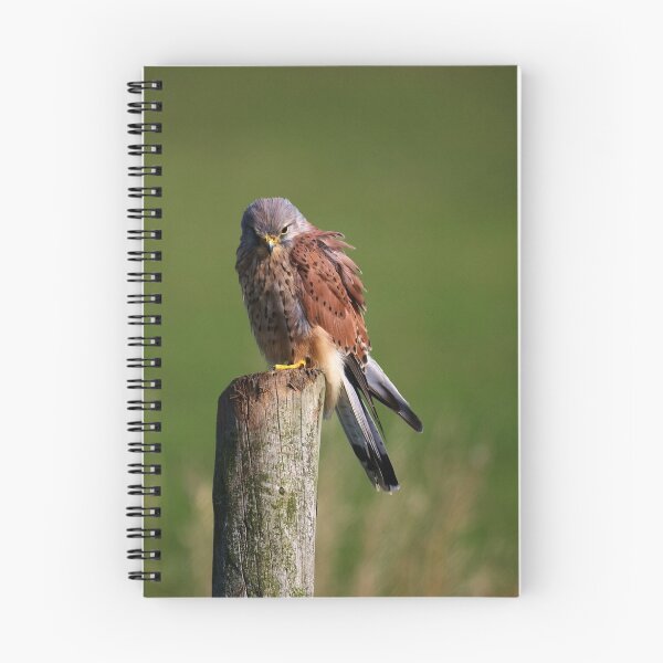 Item preview, Common Kestrel designed and sold by Anne-Marie Bokslag.