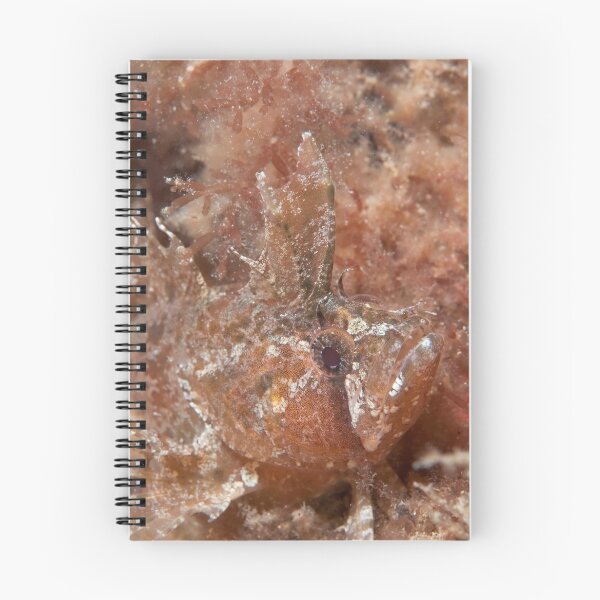 Item preview, Crested Weedfish. designed and sold by James Peake Nature Photography..