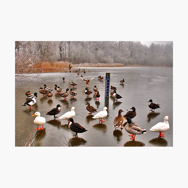 Skating ducks..... Photographic Print