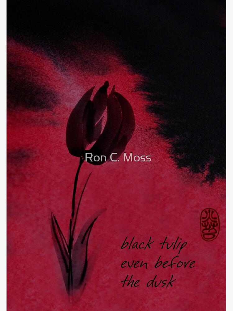Black Tulip by ronmoss