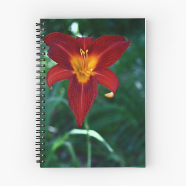Item preview, Vibrant red 2 designed and sold by Ghelly.