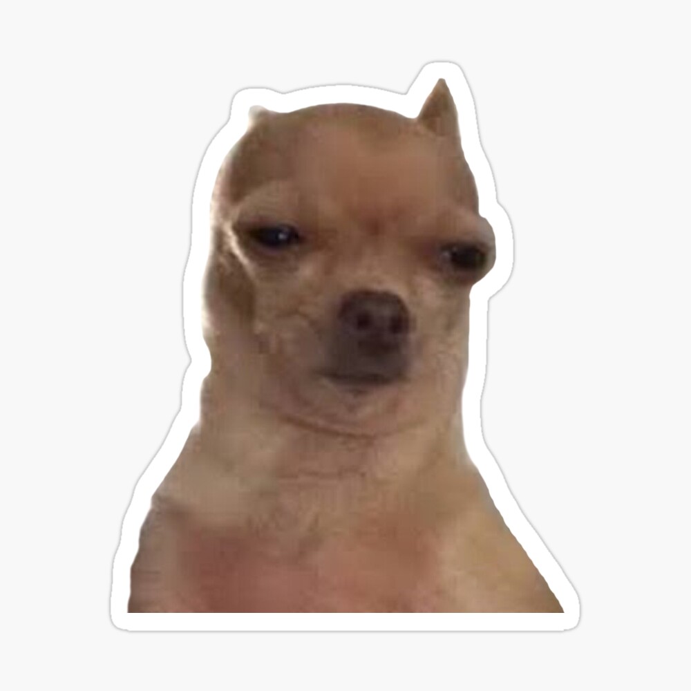 Nasty Chihuahua Meme Scared Chihuahua Photo Funny Coaster Kitchen