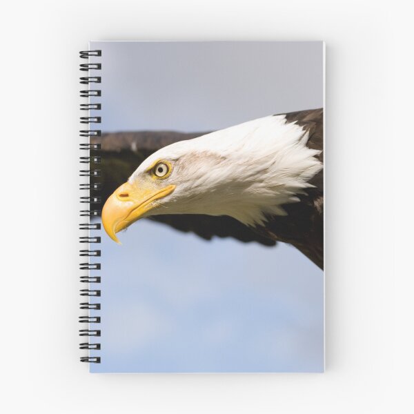 Item preview, Bald Eagle Flying designed and sold by mrshutterbug.