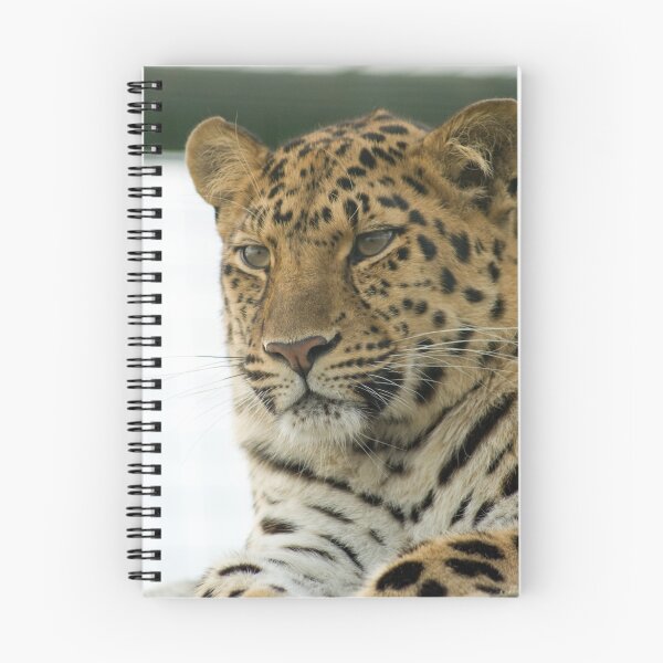 Item preview, Amur Leopard designed and sold by mrshutterbug.