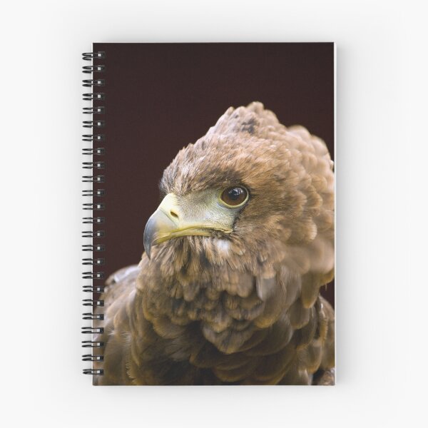 Aperçu de l'œuvre bateleur eagle créée et vendue par mrshutterbug.