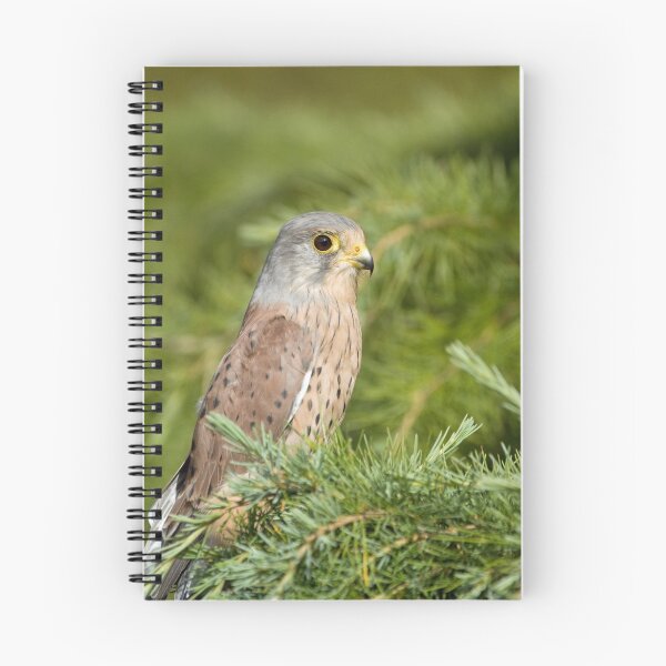 Item preview, Kestral designed and sold by mrshutterbug.