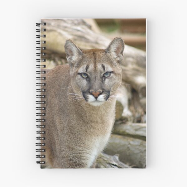 Item preview, Mountain Lion, Puma, Cougar designed and sold by mrshutterbug.
