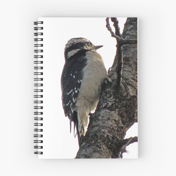 Item preview,  Downy Woodpecker  (Picoides-pubescens)  designed and sold by Chuck Gardner.