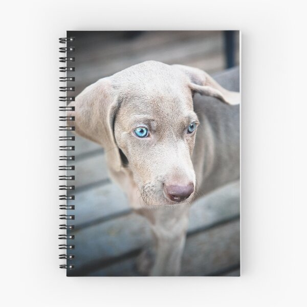 Item preview, Tully the Weimeraner designed and sold by Charlotte Reeves.