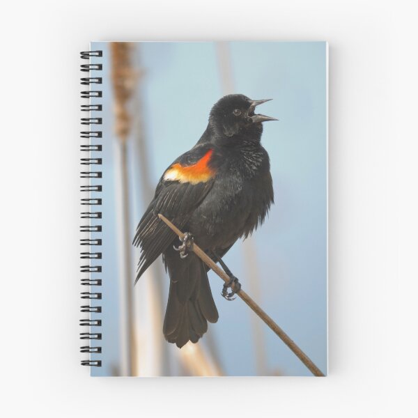 Item preview, Red Wing Blackbird  designed and sold by JimGuy.