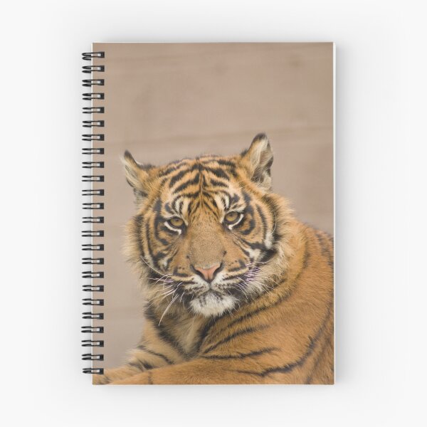 Aperçu de l'œuvre Sumatran tiger Cub créée et vendue par mrshutterbug.