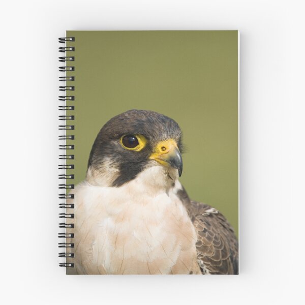 Artikelvorschau, peregrine falcon entworfen und verkauft von mrshutterbug.