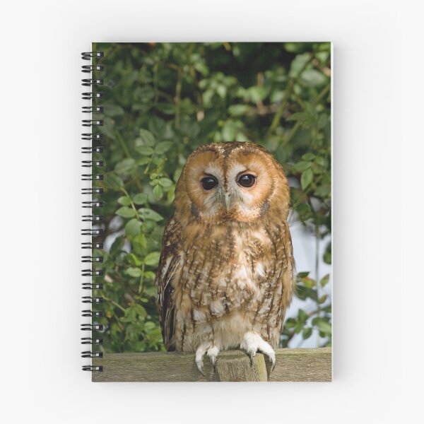 Aperçu de l'œuvre Tawny Owl créée et vendue par mrshutterbug.